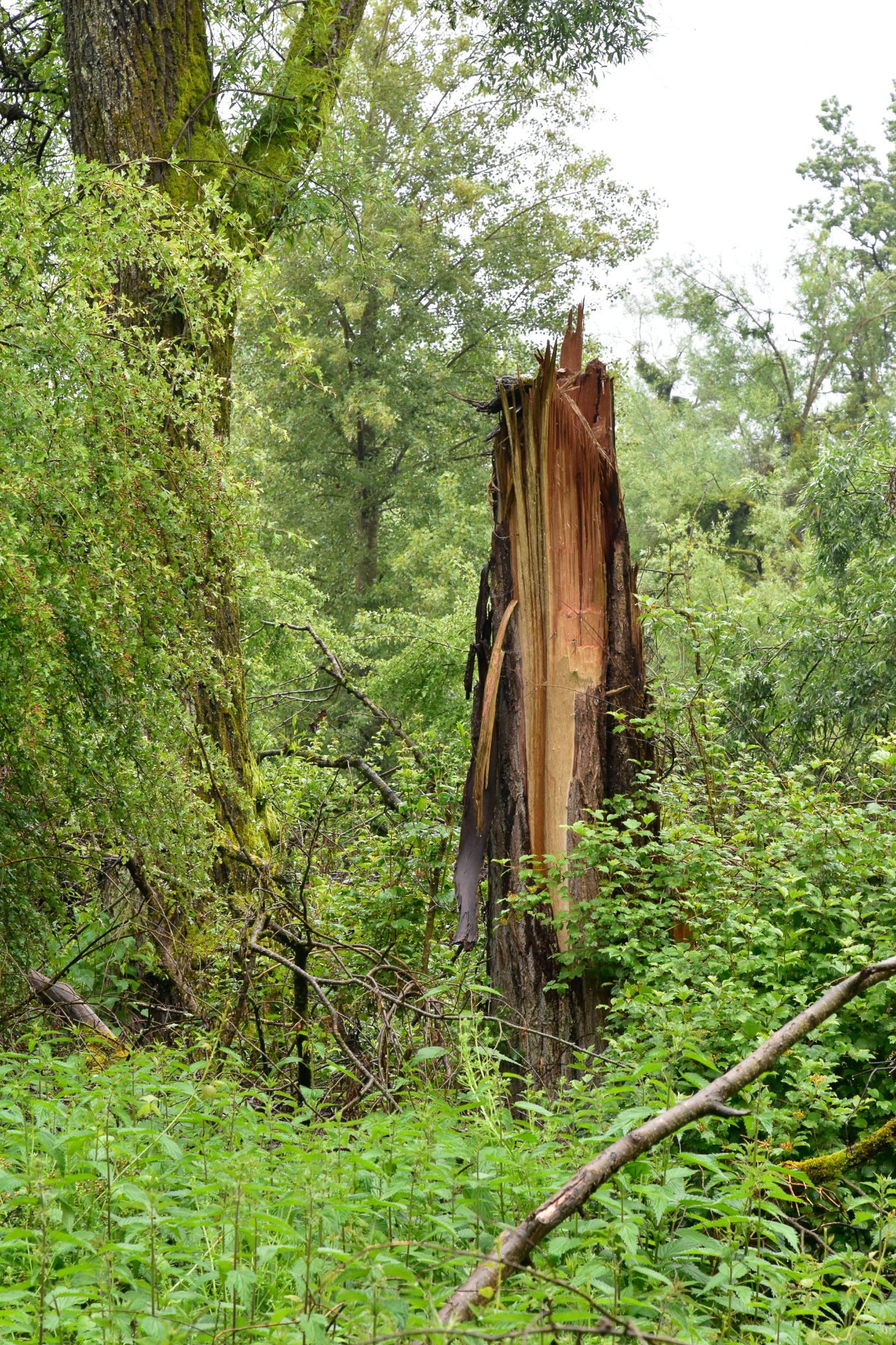 20240602065426 AOA0237